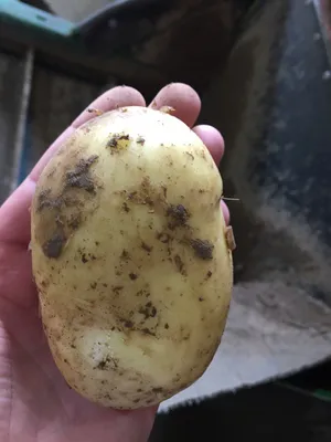 Картофель семенной купить в Гомеле, картофель элита, суперэлита, картофель  Джуве, Скарб, Уладар, Адрета, Вега, Журавинка, Королева Анна, Гала, Лилея,  Вектор, картофель доставка по Беларуси, картофель сеянка - \"Сияние\" г.  Гомель