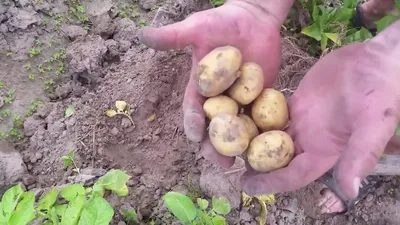 Продам картофель сорт Уладар 5, купить картофель сорт Уладар 5, Москва —  Agro-Russia