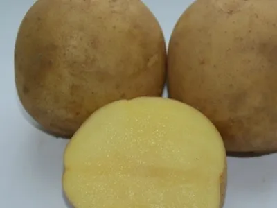 Картофель Уладар Сетка 2,5 кг - иван-и-марья -