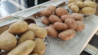 Ранние сорта картофеля - РЕСПУБЛИКАНСКОЕ УНИТАРНОЕ ПРЕДПРИЯТИЕ  «НАУЧНО-ПРАКТИЧЕСКИЙ ЦЕНТР НАЦИОНАЛЬНОЙ АКАДЕМИИ НАУК БЕЛАРУСИ ПО  КАРТОФЕЛЕВОДСТВУ И ПЛОДООВОЩЕВОДСТВУ»