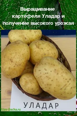 Деревенский картофель сорт '' уладар'', цена 0.60 р. купить в Минске на  Куфаре - Объявление №207488436