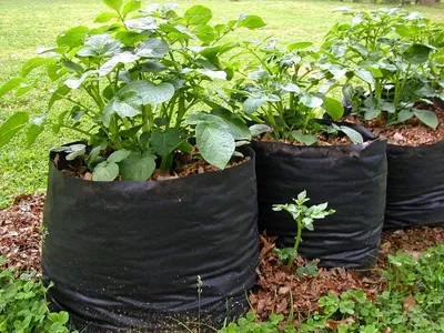 Что такое сетка-мешок для картофеля| от компании Новый век агротехнологий
