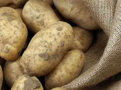 выращиваем картофель в мешках и в ящиках. | любимый огород | Дзен