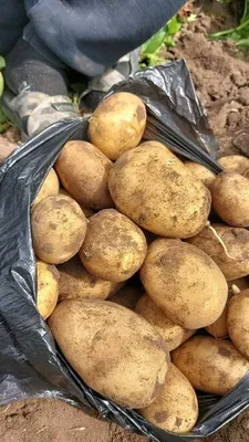 Огородник, который жить не может без экспериментов, рассказал, как  вырастить картофель прямо в мешках | Так Просто! | Дзен