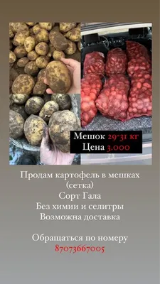 Картофель сорт Гала. Калибровка 5+. В мешках. Картошка.: 75 тг. - Продукты  питания / напитки Жолкудук на Olx