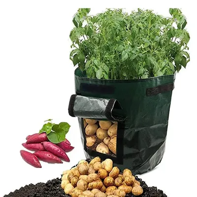 Выращивание картофеля в мешках: Рекомендации и пошаговая инструкция |  Идеальный огород | Дзен