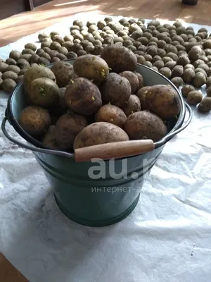 Картофель свежий «Невский» / 30 кг (мешок) купить в интернет-магазине  Афлора с доставкой по Москве, МО и всей России.