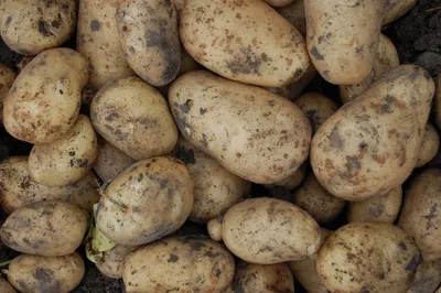 Метод выращивания картофеля в мешках. Техника и сроки | Идеальный огород |  Дзен