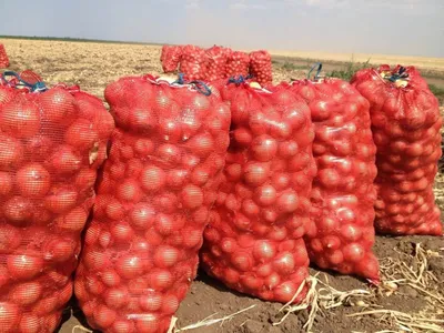 Картофель сетка в Киеве и пригороде: купить по хорошей цене с доставкой.  Розница, фасовка кг