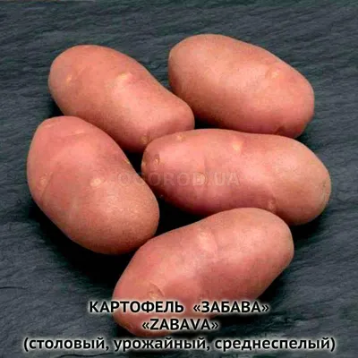 Картофель забава фото фото
