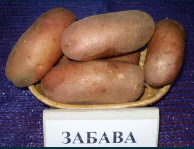 Пирожное ХЗ БЕРЕЗОВСКИЙ Картошка Забава – купить онлайн, каталог товаров с  ценами интернет-магазина Лента | Москва, Санкт-Петербург, Россия