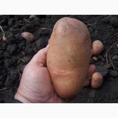 Продам вінницька картопля Забава, купити вінницька картопля Забава —  Agro-Ukraine