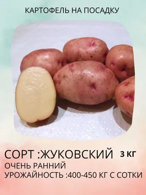 Купить семенной картофель, сорт Жуковский оптом, выгодные условия