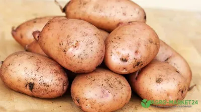 Райский сад Картофель на посадку/Семенной картофель