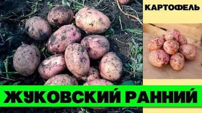 Семенной картофель \"Жуковский ранний\", 2 кг +/- 10%, Элита (4832619) -  Купить по цене от 150.00 руб. | Интернет магазин SIMA-LAND.RU