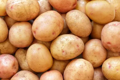Семенной картофель Жуковский (3-я репродукция) купить в ярославле