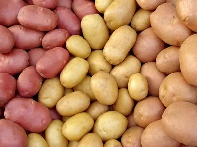 Картофель Жигулевский 1 кг семенной – купить в питомнике \"КСП\" с доставкой  по России