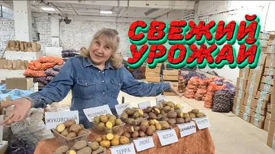 Выбор картошки для жарки по цвету кожуры оказался мифом - МК