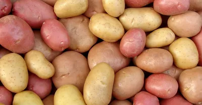 Картофель посадочный, клубни картофеля, семенной картофель Пчелка Садовод  145839116 купить в интернет-магазине Wildberries