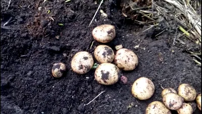 Самые ранние (ультраранние) сорта картофеля - Закировские хуторки