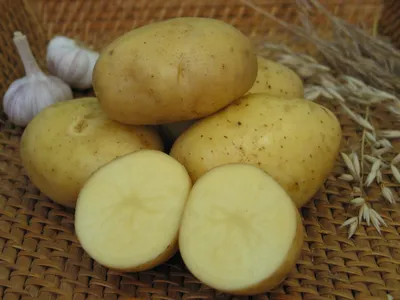 Канадские исследования жаростойкого картофеля — Журнал \"Картофельная  Система\"