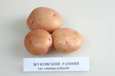 Картофель семенной Синеглазка - купить по низкой цене с доставкой