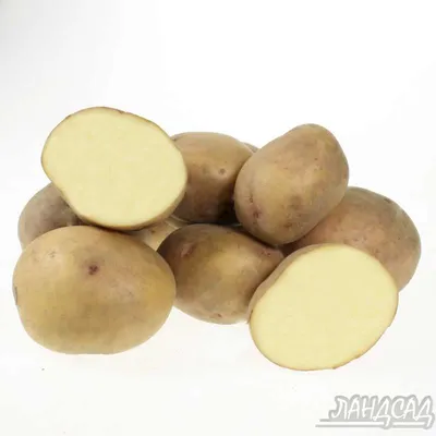 🌱 Картофель Семенной Жуковский ранний по цене от 430 руб: картофель -  купить в Москве с доставкой - интернет-магазин Все Сорта