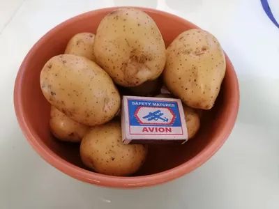 Купить картофель Жуковский ранний оптом. Доставка по всей России. Любая  форма оплаты