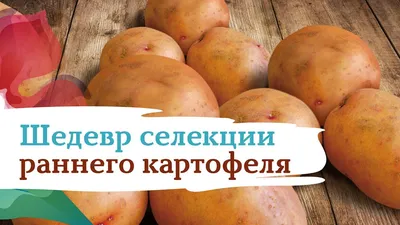 Купить Семенной картофель Жуковский ранний с доставкой по Москве и всей  России, низкая цена от 156 руб. при заказе в питомнике \"Агрономов.РУ\"