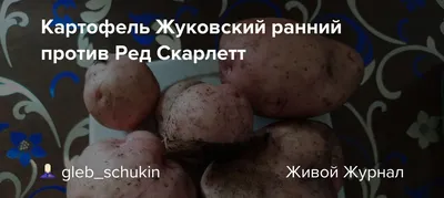 Семенной картофель \"Жуковский ранний\", 2 кг +/- 10%, Элита (4832619) -  Купить по цене от 150.00 руб. | Интернет магазин SIMA-LAND.RU