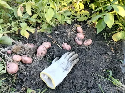 Картофель Агроцентр Коренево Картофель семенной Жуковский ранний,  категория-миниклубни - купить по выгодным ценам в интернет-магазине OZON  (678496545)