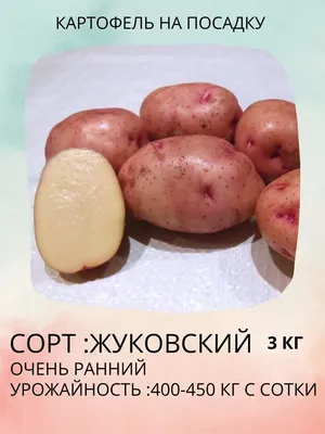 Молодая да ранняя: сорта картофеля Жуковский и Каратоп для летнего  потребления | уДачный проект | Дзен