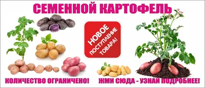 Райский сад Картофель на посадку/Семенной картофель