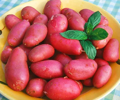 Лучшие сорта картофеля: описание, фото, отзывы, характеристика и вкусовые  качества