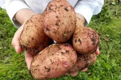 Картофель Жуковский: ранний сорт для всех и каждого!
