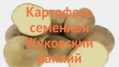 Картофель семенной Жуковский, картофель семена, клубни. САД и ДАЧА 73701950  купить в интернет-магазине Wildberries
