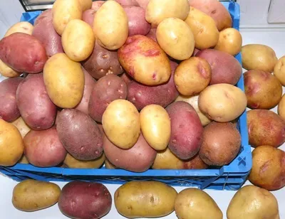 Картофель Семенной Жуковский ранний – купить семенной картофель в  интернет-магазине Лафа с доставкой по Москве, Московской области и России