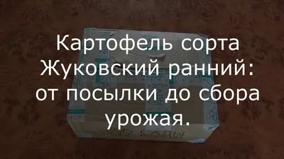 Друзья, не пропустите сезон посадки картофеля! В Сибири идеальное время  посадки картофеля - вторая половина мая, начало.. | ВКонтакте