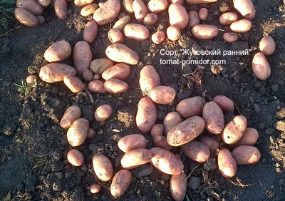 Семенной картофель купить в интернет-магазине, семенной картофель на  посадку в розницу, сорта Винета, Ред Скарлет, Ред Фэнтези, Колетте,  Аризона, Голубизна, Жуковский ранний, Удача, Колобок, Никулинский, Накра,  Ильинский, Невский, Альвара, Рябинушка ...