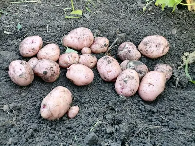🌱 Картофель семенной Краса Мещеры по цене от 430 руб: картофель - купить в  Москве с доставкой - интернет-магазин Все Сорта