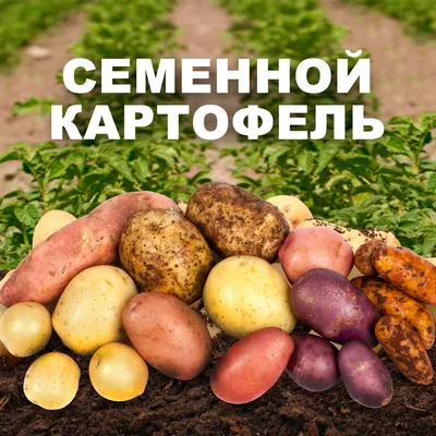 Выбор картошки для жарки по цвету кожуры оказался мифом - МК