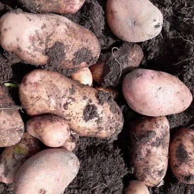 Семенной картофель Беллароза (Бела Роса) (1 репродукция) купить в Украине |  Веснодар