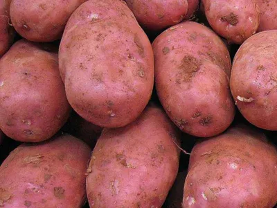 Купить семенной картофель — лучшие сорта на посадку из Голландии