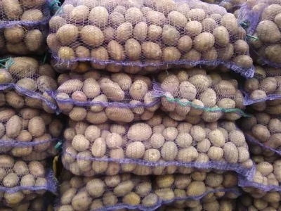 Картофель семенной Беллароза (элита) (3кг) из каталога Картофель, лук,  чеснок, грибы – купить с доставкой по Москве и России в Onlinesemena