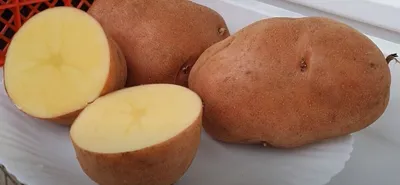 Семенной картофель Беллароза (Бела Роса) (1 репродукция) купить в Украине |  Веснодар