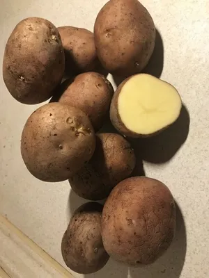Купить картофель семенной беллароза, репродукция элита, 3 кг для посадки в  Екатеринбурге цена 643 руб. - доставка почтой по России