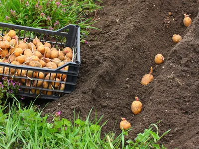 Картофель семенной Сантэ (1кг/уп - репродукция супер-супер элита,  средне-ранний) купить за 190 р. в садовом центре АСТ Медовое