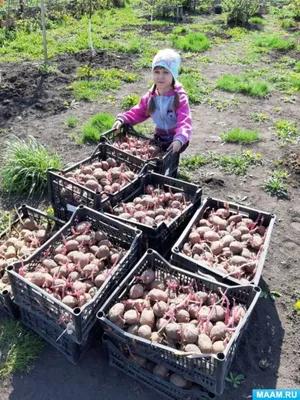 Когда можно выкапывать картошку и как хранить ее в квартире и погребе,  август-сентябрь 2022 года - 10 августа 2022 - 29.ru