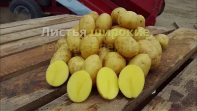 Картофель Гала (70-80 дней) с доставкой! 🌱 [гала]
