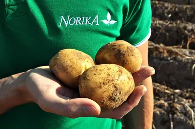 Купить Картофель белый Гала с доставкой по Москве и области